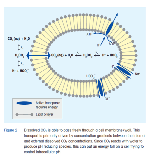 dissolved carbon dioxide levels influence intracellular ph