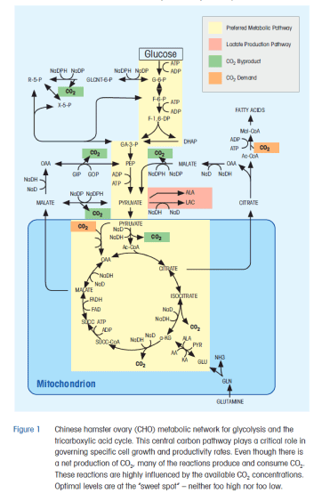 Figure 1: aerobic central carbon metabolic network diagram